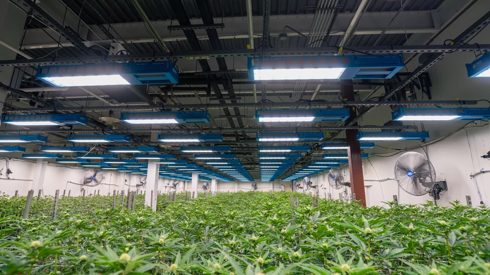 Summit indoor cannabis grow room equipped with Thrive Pinnacle HP fixtures