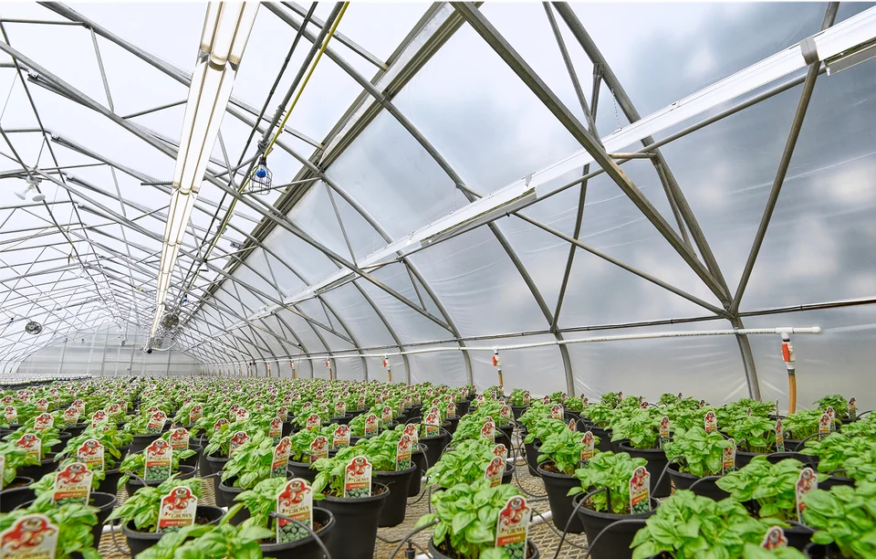 Rows of plants beneath supplemental lighting at Weber Greenhouse