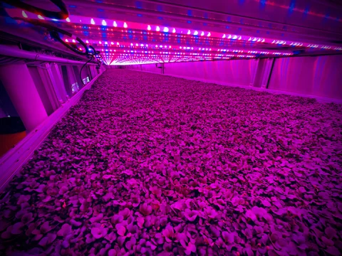 Vertical Harvest stacked growing system