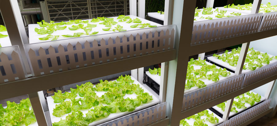 inset_verticalfarming LED Lighting for Vertical Farming