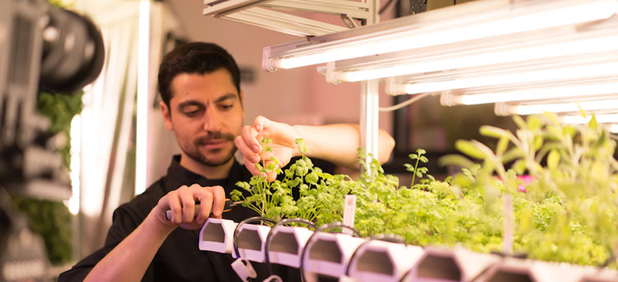 Chef harvesting fresh vegetables grow in a vertical farming system under Thrive Agritech LED T5 grow lamps