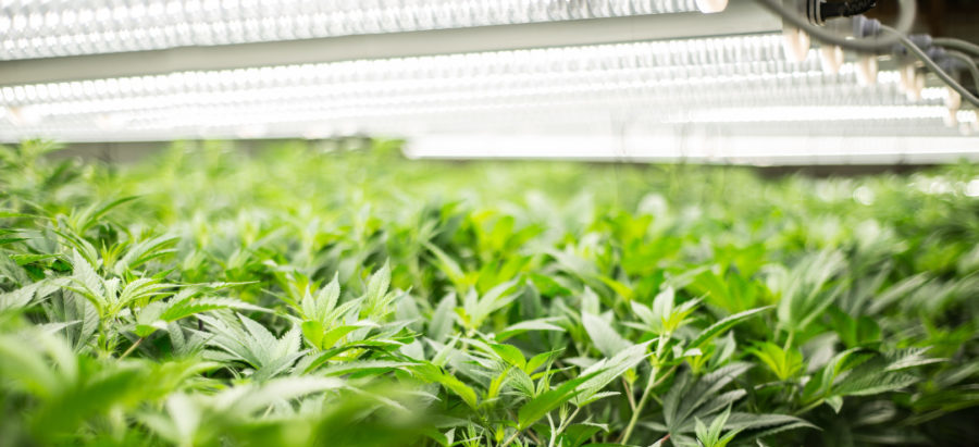 cannabis growing under LED grow lighting
