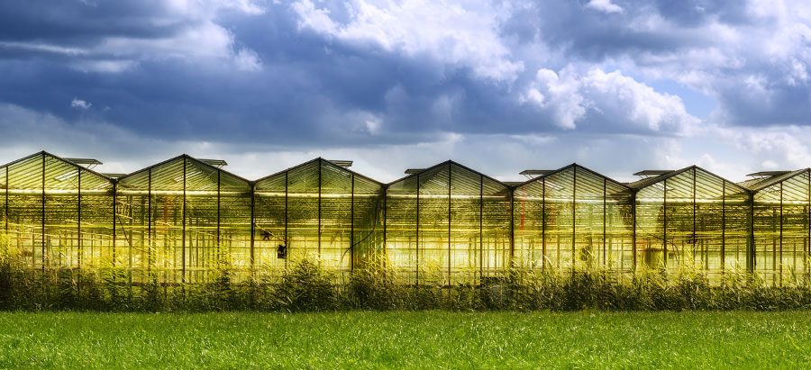 LED Greenhouse Supplemental Lighting from Thrive Agritech