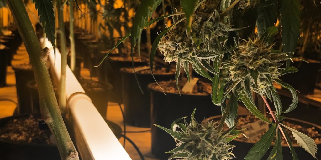 Under Canopy Lighting for Cannabis Cultivation Thrive Agritech