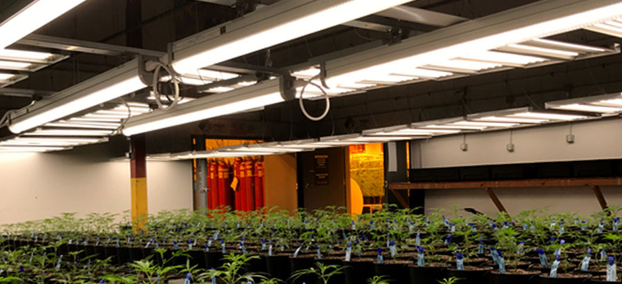 LED Lighting Indoor Farming