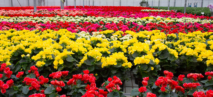 Flowers in indoor greenhouse under Thrive Argitech Pinnacle Commercial 600w LED Grow Light