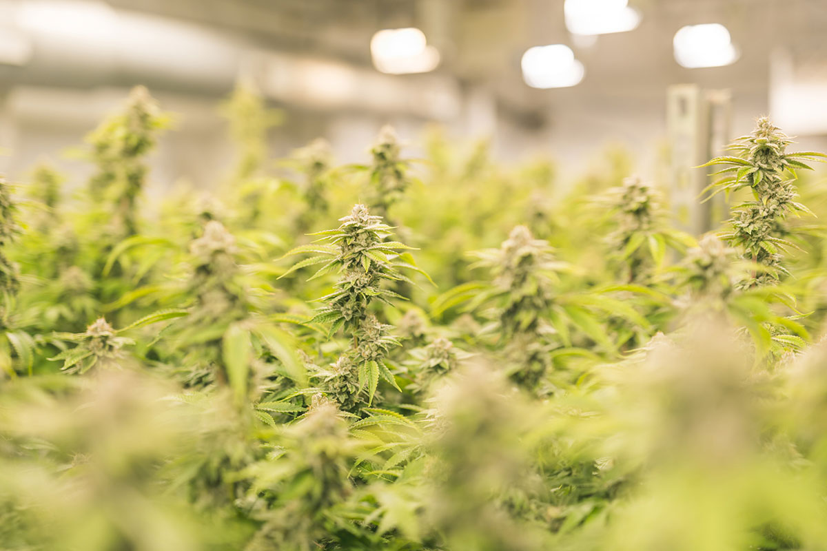 Cannabis flower under LED lights