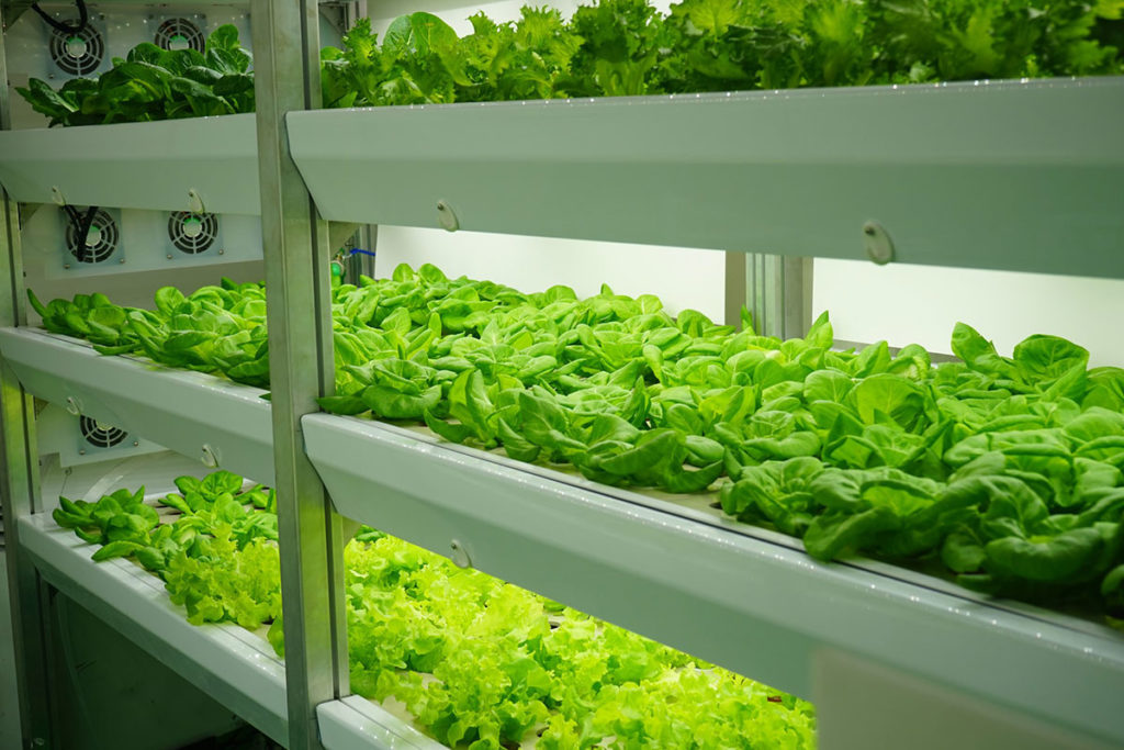 Lettuce growing in a vertical farm with LED light bars