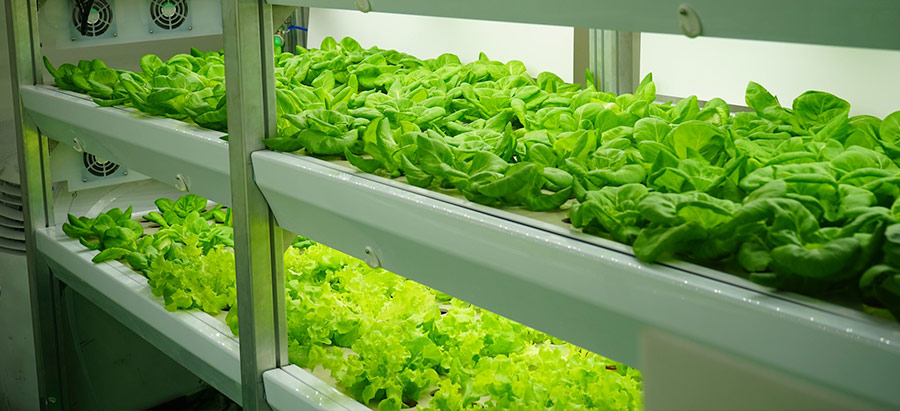 Vertical farming