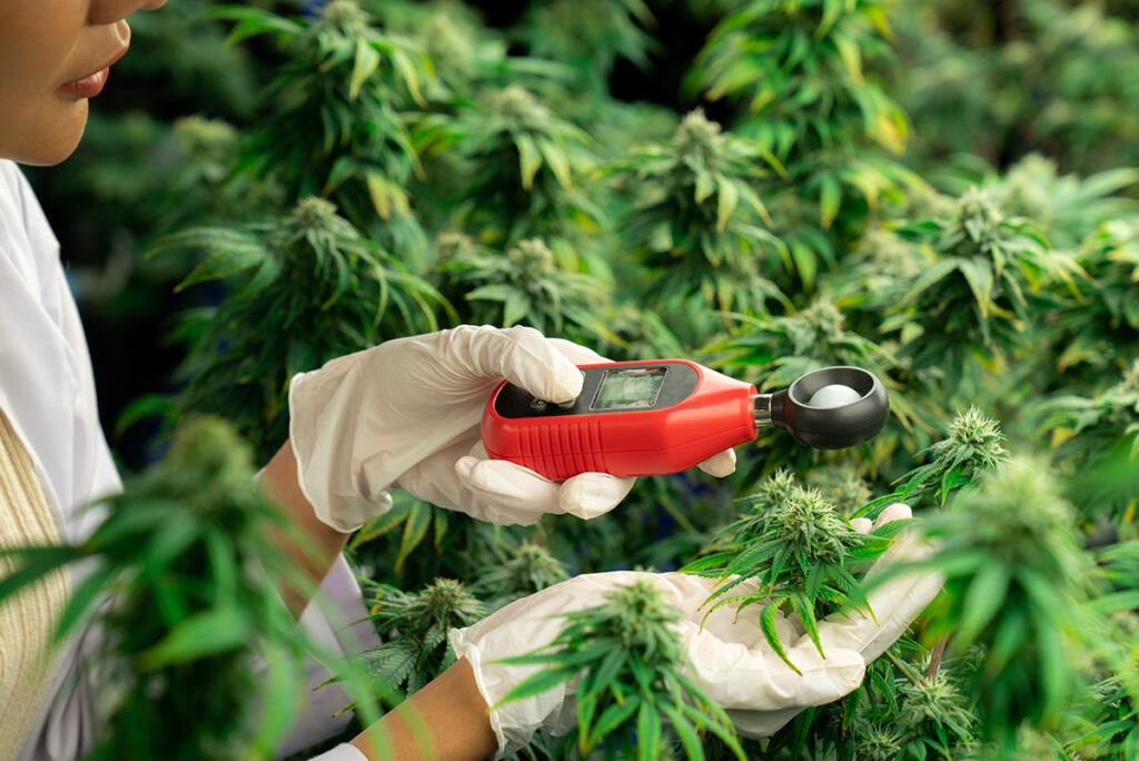 Worker measuring temperature and humidity in indoor cannabis farm